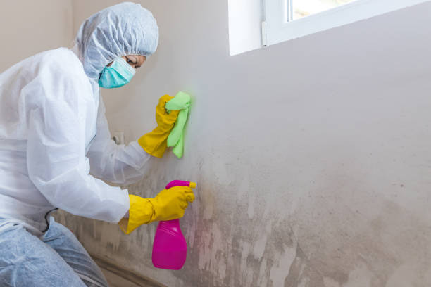 Best Real Estate Mold Inspection in Homeland, GA